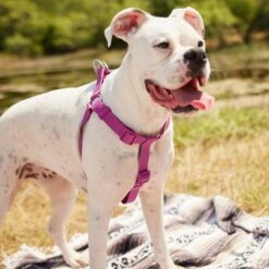 Frisco Outdoor Solid Textured Waterproof Stink Proof PVC Dog Harness & Frisco Outdoor Solid Textured Waterproof Stink Proof PVC Dog Leash 12 Frisco Outdoor Solid Textured Waterproof Stink Proof PVC Dog Harness & Frisco Outdoor Solid Textured Waterproof Stink Proof PVC Dog Leash -Frisco Shop 319356 PT4. AC SS1800 V1631146580