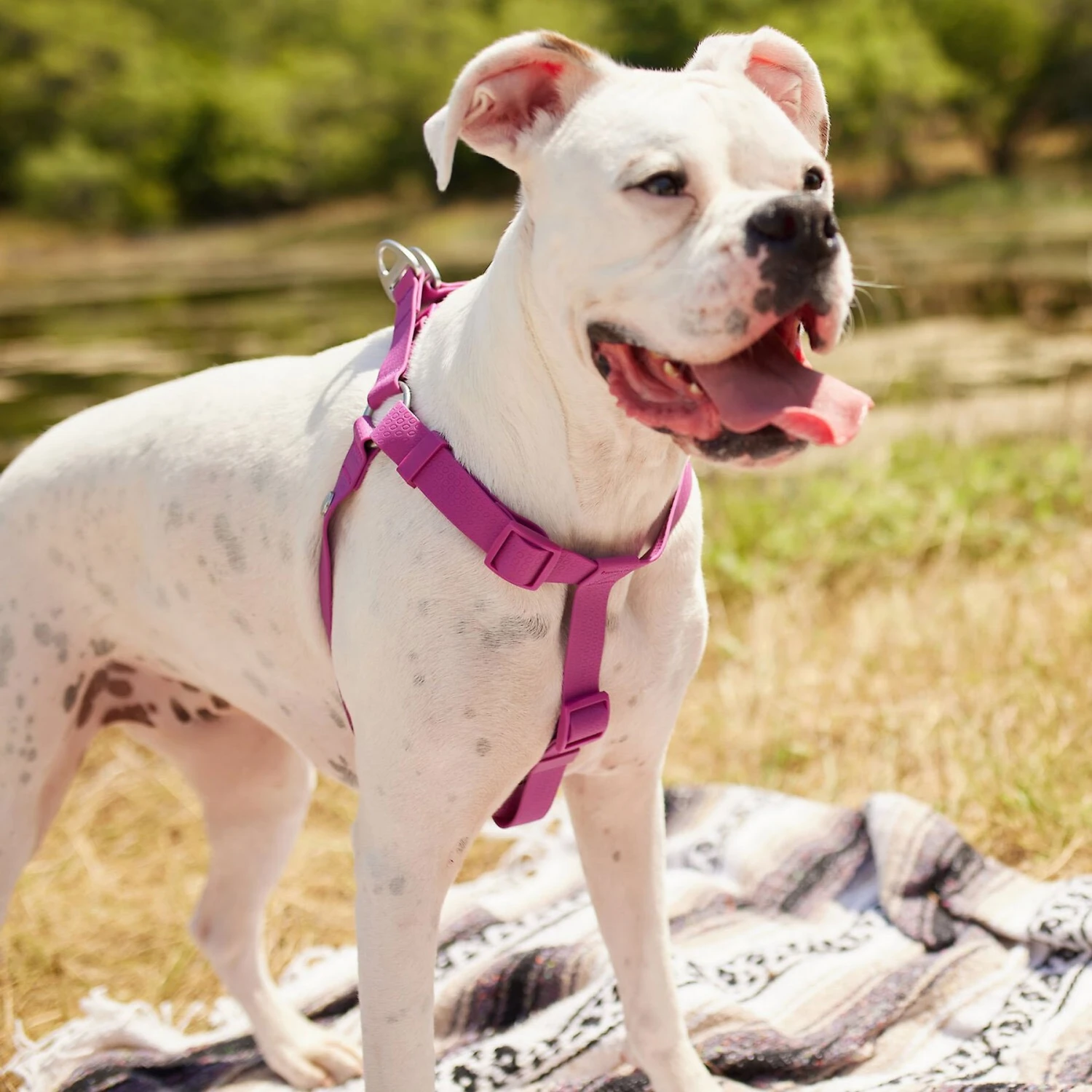 Frisco Outdoor Solid Textured Waterproof Stink Proof PVC Dog Harness & Frisco Outdoor Solid Textured Waterproof Stink Proof PVC Dog Leash 5 Frisco Outdoor Solid Textured Waterproof Stink Proof PVC Dog Harness & Frisco Outdoor Solid Textured Waterproof Stink Proof PVC Dog Leash - Image 5