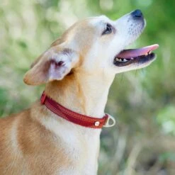 Frisco Outdoor Woven Jacquard Nylon Dog Collar & Frisco Outdoor Waterproof Stinkproof PVC Rope Leash -Frisco Shop 319466 PT4. AC SS1800 V1631148691