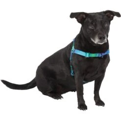 Frisco Green Ombre Style Dog Harness 7 Frisco Green Ombre Style Dog Harness -Frisco Shop 324531 PT2. AC SS1800 V1642519055