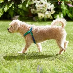 Frisco Green Ombre Style Dog Harness 9 Frisco Green Ombre Style Dog Harness -Frisco Shop 324531 PT4. AC SS1800 V1642519509