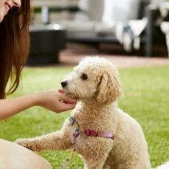 Frisco Pink Ombre Style Dog Harness -Frisco Shop 324537 PT4. AC SS1800 V1642518514