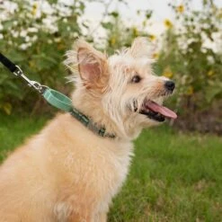 Frisco Outdoor Running Martingale Dog Collar 8 Frisco Outdoor Running Martingale Dog Collar -Frisco Shop 331413 PT3. AC SS1800 V1662644747