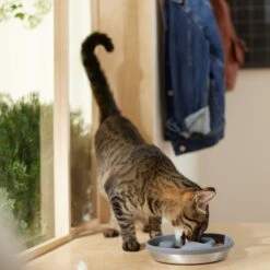 Frisco Silicone Stainless Paw Steel Slow Feeder Dog & Cat Bowl 10 Frisco Silicone Stainless Paw Steel Slow Feeder Dog & Cat Bowl -Frisco Shop 331528 PT3. AC SS1800 V1657656874