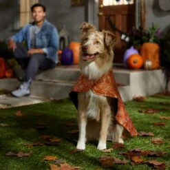 Frisco Spider Webbed Dog & Cat Costume Cape -Frisco Shop 334972 PT6. AC SS1800 V1657729812