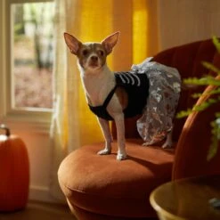 Frisco Silver Metallic Skull Dog & Cat Dress -Frisco Shop 335154 PT7. AC SS1800 V1657663214