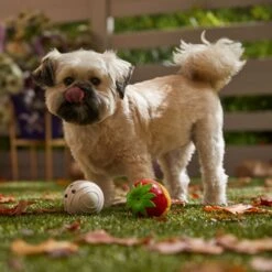 Frisco Halloween Chocolate Covered Strawberries Latex Squeaky Dog Toy -Frisco Shop 344043 PT3. AC SS1800 V1657657031