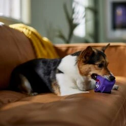 Frisco Halloween Vampire Latex Squeaky Dog Toy 6 Frisco Halloween Vampire Latex Squeaky Dog Toy -Frisco Shop 344166 PT3. AC SS1800 V1657657049