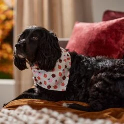 Frisco Apple Dog & Cat Bandana 14 Frisco Apple Dog & Cat Bandana -Frisco Shop 353786 PT6. AC SS1800 V1660749688