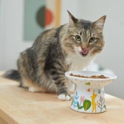 Frisco Cat Face Floral Wide Shape Elevated Non-Skid Ceramic Cat Bowl -Frisco Shop 363377 PT3. AC SS1800 V1657657267