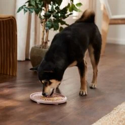 Frisco Silicone Dog & Cat Lick Mat With Suction Cups, Pink 9 Frisco Silicone Dog & Cat Lick Mat With Suction Cups, Pink -Frisco Shop 363395 PT2. AC SS1800 V1660750521