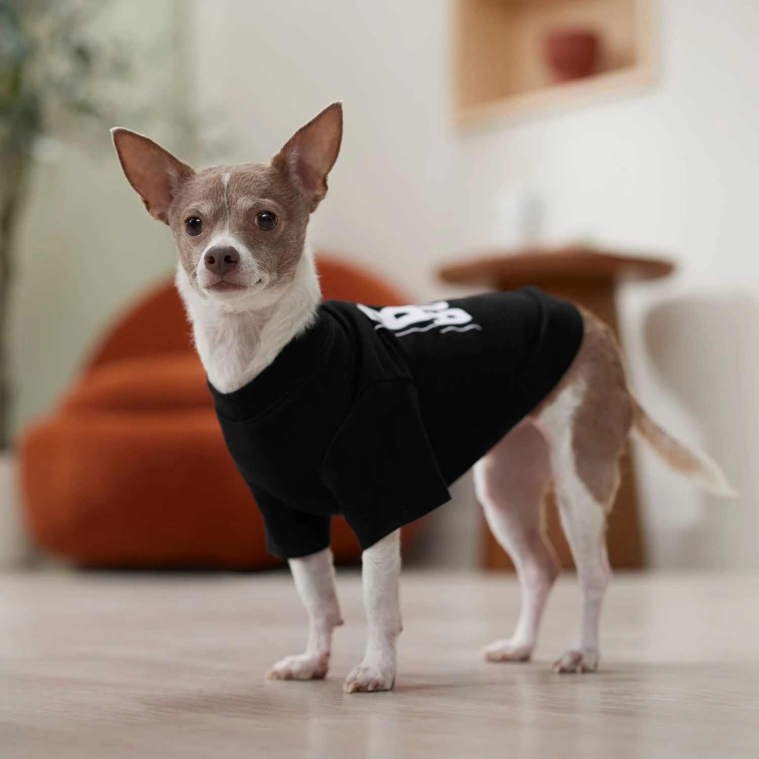 Frisco Big Boss Dog & Cat T-Shirt 6 Frisco Big Boss Dog & Cat T-Shirt - Image 6