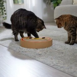 Frisco Interactive Maze & Scratch Cardboard Cat Toy With Catnip, Pizza 10 Frisco Interactive Maze & Scratch Cardboard Cat Toy With Catnip, Pizza -Frisco Shop 506154 PT4. AC SS1800 V1669148129