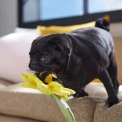 Frisco Spring Sunflower Plush Squeaky Dog Toy 8 Frisco Spring Sunflower Plush Squeaky Dog Toy -Frisco Shop 546766 PT4. AC SS1800 V1702500565