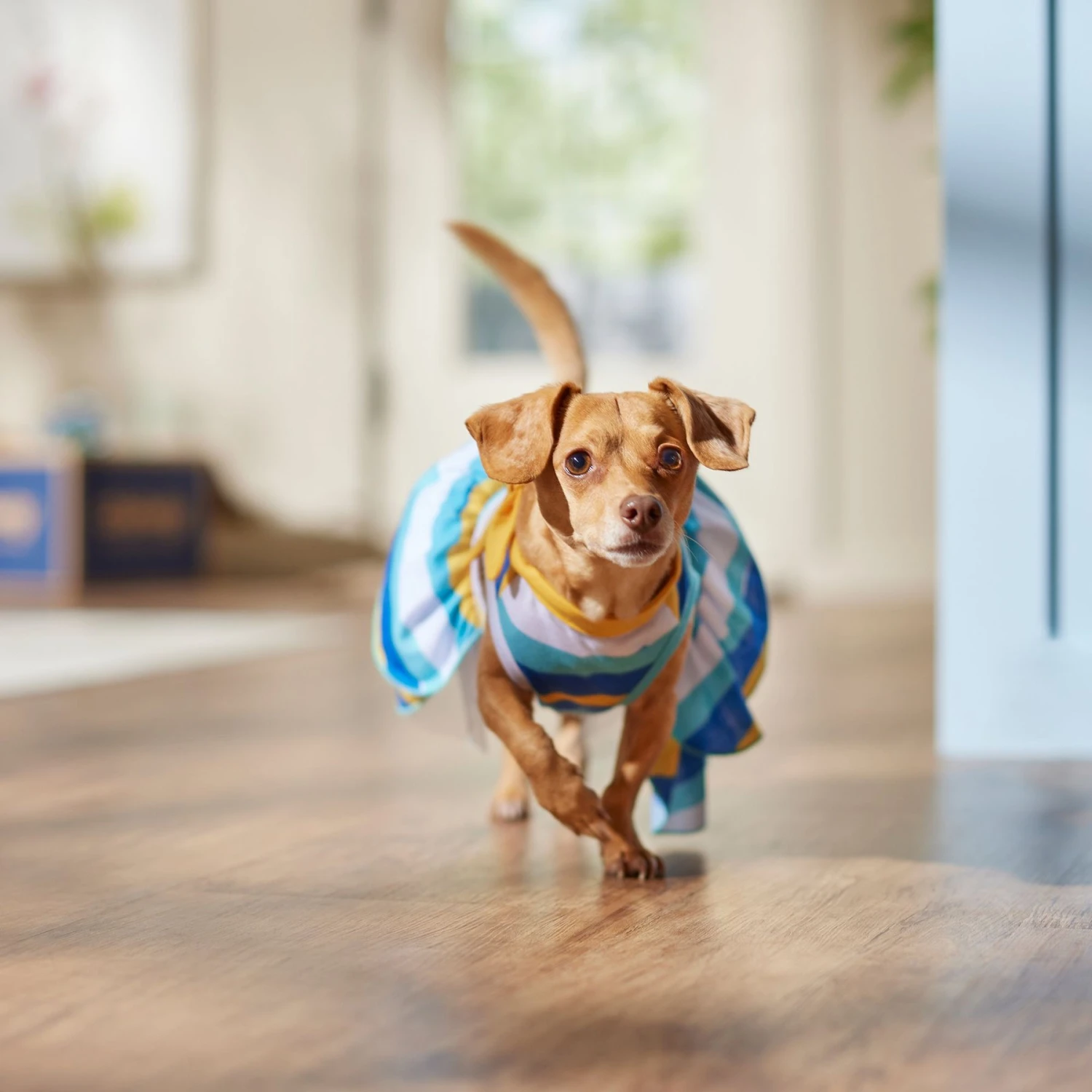 Frisco Beach Vibes Dog & Cat Dress 6 Frisco Beach Vibes Dog & Cat Dress - Image 6