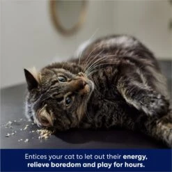 Frisco Natural Catnip & Frisco Bird With Feathers Teaser Wand Cat Toy With Catnip 14 Frisco Natural Catnip & Frisco Bird With Feathers Teaser Wand Cat Toy With Catnip -Frisco Shop 630198 PT5. AC SS1800 V1683212199