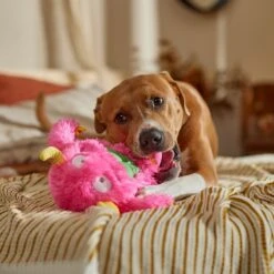 Frisco Halloween Zany Monster Muscle Plush Squeaky Dog Toy -Frisco Shop 668166 PT3. AC SS1800 V1689271301