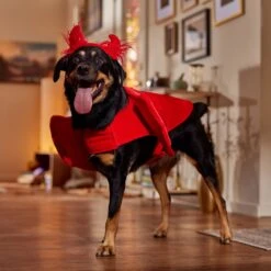 Frisco My Little Devil Dog & Cat Costume Accessory -Frisco Shop 706622 PT7. AC SS1800 V1689342200