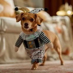 Frisco Front Walking Glitter Clown Dog & Cat Costume -Frisco Shop 707542 PT7. AC SS1800 V1689278717