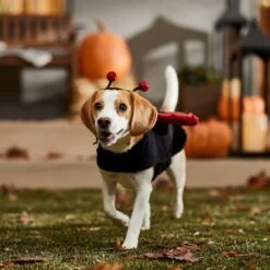 Frisco Glittered Ladybug Dog & Cat Costume 16 Frisco Glittered Ladybug Dog & Cat Costume -Frisco Shop 708254 PT7. AC SS1800 V1689354959