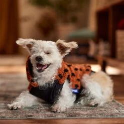 Frisco Dotted Dog & Cat Hoodie -Frisco Shop 718326 PT7. AC SS1800 V1692375977