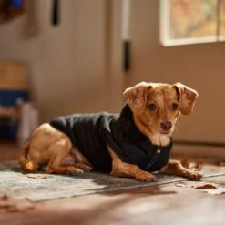 Frisco Quilted Fleece Dog & Cat Pullover Hoodie -Frisco Shop 721030 PT7. AC SS1800 V1692378399