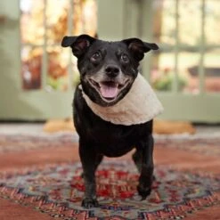 Frisco Solid Faux Fur Dog & Cat Bandana 11 Frisco Solid Faux Fur Dog & Cat Bandana -Frisco Shop 733878 PT6. AC SS1800 V1692378974