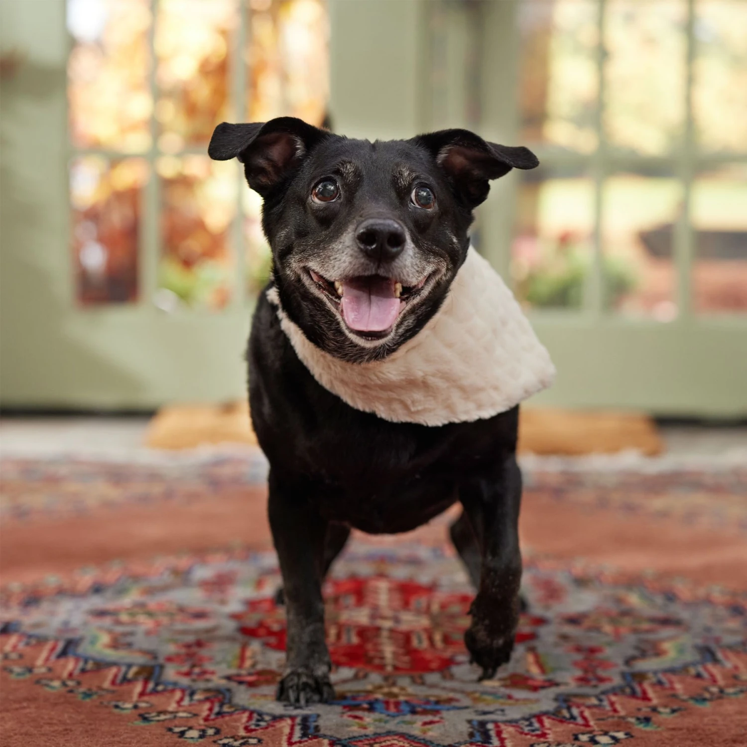 Frisco Solid Faux Fur Dog & Cat Bandana 5 Frisco Solid Faux Fur Dog & Cat Bandana - Image 5