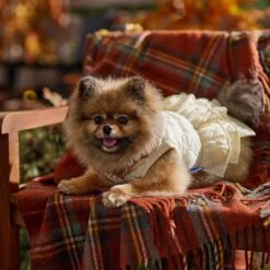 Frisco Medium Weight Quilted Ruffle Tiered Dog & Cat Dress -Frisco Shop 744262 PT7. AC SS1800 V1693401666