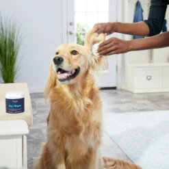 Zymox Ear Infection Solution With .5% Hydrocortisone For Dogs & Cats, 1.25-oz Bottle & Frisco Ear Wipes For Dogs, 100 Count -Frisco Shop 808334 PT7. AC SS1800 V1679065297