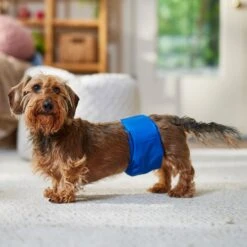 Frisco Washable Dog Diaper Male Wraps -Frisco Shop 862854 PT3. AC SS1800 V1698950172