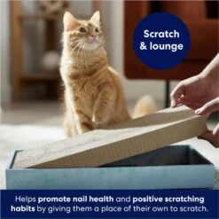 Frisco Double-Wide Cat Scratcher Toy Refill With Catnip, 2 Count & Frisco Double-Wide Cat Scratcher Toy With Catnip -Frisco Shop 933566 PT3. AC SS1800 V1692305262