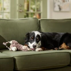 Frisco Monkey Plush With Rope Squeaky Dog Toy & Frisco Cow Plush With Inside Rope Squeaky Dog Toy 13 Frisco Monkey Plush With Rope Squeaky Dog Toy & Frisco Cow Plush With Inside Rope Squeaky Dog Toy -Frisco Shop 961998 PT4. AC SS1800 V1694784009