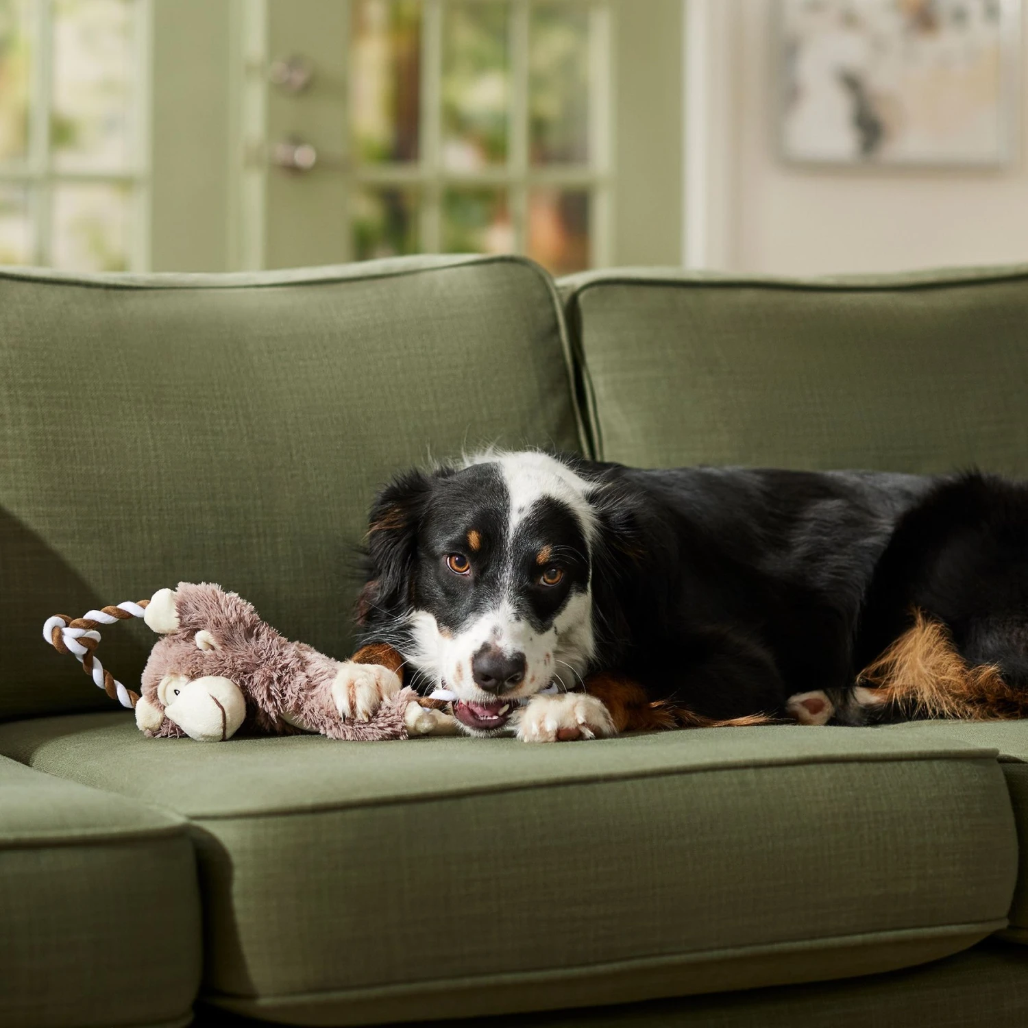 Frisco Fetch Colorful Ball Knot Rope Dog Toy & Frisco Monkey Plush With Rope Squeaky Dog Toy 8 Frisco Fetch Colorful Ball Knot Rope Dog Toy & Frisco Monkey Plush With Rope Squeaky Dog Toy - Image 8