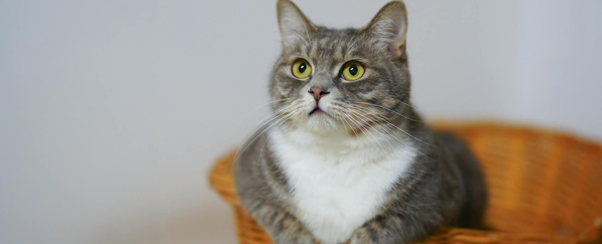 Frisco Shop -Frisco Shop pexels catscoming 1543793